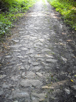 La forêt de Chantilly (à Luzarches)